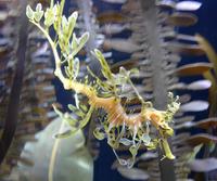 Image of: Phycodurus eques (leafy seadragon)