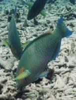 Image of: Scarus fasciatus