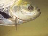 Vandellia cirrhosa - Candiru