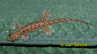 Gehyra mutilata