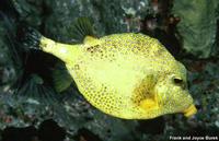 Lactophrys triqueter