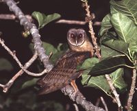 Sulawesi Owl - Tyto rosenbergii