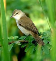 Clamorous Reed Warbler - Acrocephalus stentoreus