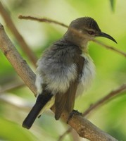 Purple-rumped Sunbird - Leptocoma zeylonica