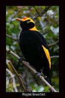 Regent Bowerbird