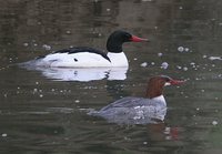 Common Merganser - Mergus merganser