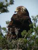 Swamp Harrier - Circus approximans