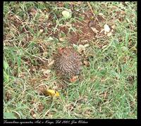 Scaly Francolin - Francolinus squamatus