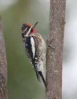 Yellow-bellied Sapsucker (Sphyrapicus varius) photo