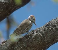 Strickland's Woodpecker (Picoides stricklandi) photo