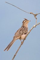 Striped Cuckoo - Tapera naevia