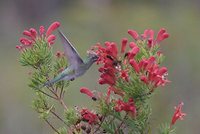 White-vented Violet-ear - Colibri serrirostris