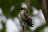 Festive Coquette - Lophornis chalybeus