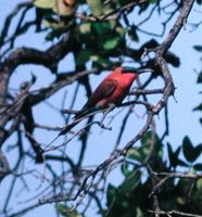 Southern Carmine Bee-eater - Merops nubicoides