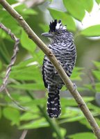 Barred Antshrike - Thamnophilus doliatus