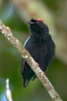 Blue-backed Manakin - Chiroxiphia pareola