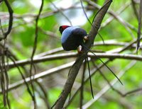 Long-tailed Manakin - Chiroxiphia linearis