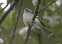 White-banded Tyrannulet - Mecocerculus stictopterus