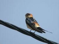 Red-rumped Swallow - Cecropis daurica