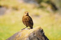 Tristan Thrush - Nesocichla eremita