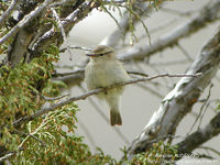 Hume's Warbler - Phylloscopus humei