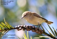 Western Gerygone - Gerygone fusca