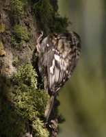 Brown Creeper - Certhia americana