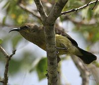 Variable Sunbird - Cinnyris venustus