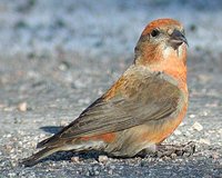 Red Crossbill - Loxia curvirostra