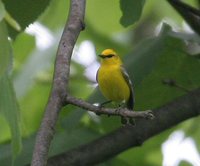 Blue-winged Warbler - Vermivora pinus