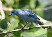 Blue-gray Tanager - Thraupis episcopus