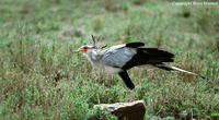 Secretary Bird Eating Snake