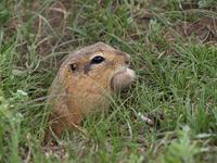 photo - long-tailed ground squirrel