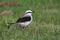 Masked  water-tyrant   -   Fluvicola  nengeta   -