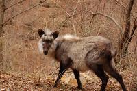 Japanese serow Flickr