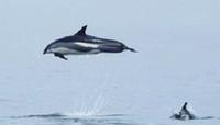 Atlantic White-Sided Dolphin (Laghenorynchus acutus)