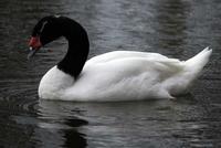black-necked swan looking rather solemn.