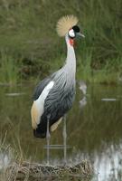 Gray-crowned Crane p.112