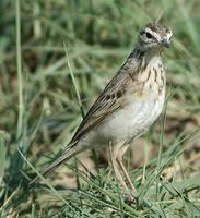 Grassland Pipit p.304