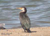 Temminck's Comorant Phalacrocorax filamentosus 가마우지