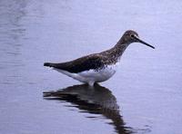 Green Sandpiper Tringa ochropus 삑삑도요