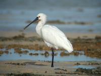 Spoonbill (Platalea leucorodia)