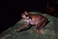 : Aglyptodactylus securifer