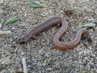 : Batrachoseps major; Garden Slender Salamander