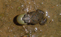 : Bufo granulosus