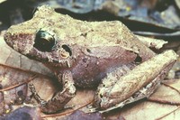 : Eleutherodactylus sp.