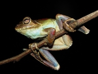 : Hypsiboas lundii