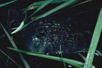 : Notaden melanoscaphus; Northern Spadefoot Toad