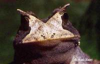 : Proceratophrys boiei