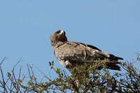 : Aquila rapax; Tawny Eagle